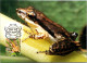 10-5-2024 (4 Z 38) Australia (1 Card) Maxicard (if Not Sold Will NOT Be Re-listed) Javelin Frog - Cartas Máxima