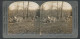 Stereo-Fotografie Keystone View Company, Meadville /Pa, Axis Hirsche  - Stereo-Photographie