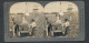 Stereo-Fotografie Keystone View Company, Meadville /Pa, Ernte Von Indian River Ananas In Florida  - Berufe