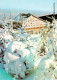 73062722 Vitoscha Volkspark Winter Vitoscha - Bulgarie