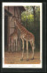Künstler-AK Giraffa Camelopardalis, Giraffen Im Gehege  - Giraffen