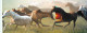 Format Spécial - 220 X 100 Mms - Animaux - Chevaux - Un Galop De Chevaux Sauvages - Etat Carte Mal Découpée - Frais Spéc - Pferde