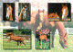 Format Spécial - 208 X 150 Mms - Animaux - Chevaux - Multivues - Photo O Houdart - Etat Froissures Visibles - Frais Spéc - Cavalli