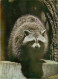 Animaux - Raton Laveur - Zoologico Nacional Cuba - Raccoon - Zoo - CPM - Carte Neuve - Voir Scans Recto-Verso - Otros & Sin Clasificación