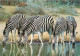 Animaux - Zèbres - Afrique Du Sud - South Africa - Mkuzi Reserve - CPM - Voir Scans Recto-Verso - Zebre