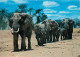 Animaux - Eléphants - African Wild Life - Elephant Herd - CPM - Voir Scans Recto-Verso - Elephants