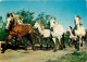 Animaux - Chevaux - Camargue - Crinière Au Vent - Voir Scans Recto Verso  - Pferde