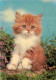 Animaux - Chats - Chatons - Etat Trous De Punaises Visibles - CPM - Voir Scans Recto-Verso - Katten