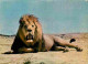 Animaux - Fauves - Lion - Réserve Africaine De Sigean - Zoo - CPM - Voir Scans Recto-Verso - Leoni