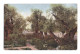 Jérusalem - Le Jardin De Gethsémani - Colorisée - Circulée En 1909 - Israel
