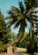 83 - Hyères Les Palmiers - Paysage Tropical Au Jardin Olbius Riquier - Ecrite    (scan Recto-verso) QQ 1145 - Hyeres