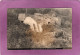 68 Militaria Vieil Armand  Carte Photo  Hartmannswillerkopf   Fortification - Other & Unclassified