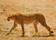 Animaux - Fauves - Guépard - Cheetah - CPM - Carte Neuve - Voir Scans Recto-Verso - Other & Unclassified