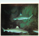 Animaux - Poissons - Aquarium De La Rochelle - 13 N - Carcarhinus Melanopterus (Requins à Aileron Noir) - Carte Neuve -  - Pesci E Crostacei