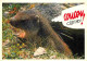 Animaux - Marmottes - CPM - Voir Scans Recto-Verso - Otros & Sin Clasificación