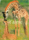 Animaux - Girafes - Carte Humoristique - Carte Neuve - CPM - Voir Scans Recto-Verso - Giraffes