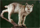 Animaux - Fauves - Lynx - Museo Civico Di Storia Naturale Milano - Lince - CPM - Voir Scans Recto-Verso - Andere & Zonder Classificatie