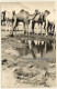 Egypt: Camel Herd At Waterhole / Pyramide (Vintage RPPC 1910s/1920s) - Other & Unclassified