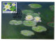 FAROE ISLANDS (2023) Carte Maximum Card - PostEurop White-Water Lily, Nymphaea Alba, Nénuphar Blanc, Seerose, Nenúfar - Faroe Islands