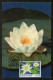 FAROE ISLANDS (2023) Carte Maximum Card - PostEurop White-Water Lily, Nymphaea Alba, Nénuphar Blanc, Seerose, Nenúfar - Islas Faeroes