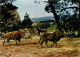 Animaux - Fauves - Lion - Réserve Africaine De Sigean - Zoo - CPM - Carte Neuve - Voir Scans Recto-Verso - Leeuwen