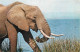 Animaux - Eléphants - Comité National De L'Enfance - CPM - Voir Scans Recto-Verso - Éléphants
