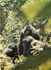 Animaux - Singes - Rwanda - Parc Des Volcans - Gorille De Montagne - Carte Neuve - CPM - Voir Scans Recto-Verso - Affen