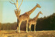 Animaux - Girafes - Réserve Africaine Du Château De Thoiry En Yvelines - Girafes En Liberté - Carte Neuve - CPM - Voir S - Giraffes