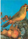 Animaux - Oiseaux - A Définir - CPM - Voir Scans Recto-Verso - Birds