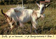 Animaux - Chèvres - Carte à Message Humoristique - CPM - Voir Scans Recto-Verso - Andere & Zonder Classificatie