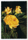 Fleurs - Bouquet De Roses Jaunes - Blumen