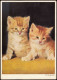 Ansichtskarte  Tiermotiv-Karte Tiere Katzen Junge Kätzchen (Cats) 1970 - Other & Unclassified