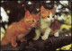 Ansichtskarte  Tiermotiv-Karte Tiere Katzen Auf Baumast (Cats) 1990 - Other & Unclassified