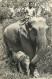 Animaux - Eléphants - Comité National De L'Enfance - Eléphante Des Indes Et Son Petit - CPM - Voir Scans Recto-Verso - Elefantes