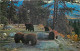 Animaux - Ours - Mother Bear With Cubs - Bear - CPSM Format CPA - Voir Scans Recto-Verso - Bären