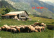 Animaux - Moutons - Moutons Au Repos - CPM - Voir Scans Recto-Verso - Other & Unclassified