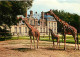 Animaux - Girafes - Réserve Africaine Du Château De Thoiry En Yvelines - Girafe Réticulée Et Son Petit Né à Thoiry - Gir - Giraffe