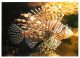 Animaux - Poissons - Aquarium De La Rochelle - 21 - Rascasse Volante - Lion Fish - Carte Neuve - CPM - Voir Scans Recto- - Pescados Y Crustáceos