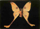 Animaux - Papillons - Le Gynandromorphe - CPM - Voir Scans Recto-Verso - Butterflies