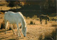 Animaux - Chevaux - Au Pâturage - Carte Neuve - CPM - Voir Scans Recto-Verso - Horses