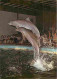 Animaux - Dauphins - CPM - Voir Scans Recto-Verso - Dauphins