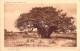 26895 " NELLE MISSIONI DELLA CONSOLATA-IL BAOBAB-IL GIGANTE DELLA VEGETAZIONE EQUATORIALE..... "CART.POST. NON SPED. - Sin Clasificación