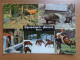 Zoo, Dierenpark, Tierpark / Alpenwildpark Maltatal --> Unwritten - Other & Unclassified