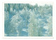 WINTER FOREST - FINLAND - - Finland