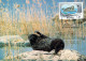 DICHTUNG Tier Vintage Ansichtskarte Postkarte CPSM #PBS639.DE - Sonstige & Ohne Zuordnung