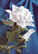FLOWERS Vintage Ansichtskarte Postkarte CPSM #PAS201.DE - Blumen