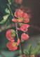 FLOWERS Vintage Ansichtskarte Postkarte CPSM #PAR299.DE - Blumen