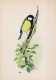 VOGEL Tier Vintage Ansichtskarte Postkarte CPSM #PAN223.DE - Vögel