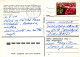 KATZE MIEZEKATZE Tier Vintage Ansichtskarte Postkarte CPSM #PAM099.DE - Chats