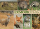 CIERVOS Animales Vintage Tarjeta Postal CPSM #PBS515.ES - Sonstige & Ohne Zuordnung